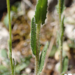 Photographie n°2857058 du taxon Arabis hirsuta (L.) Scop.