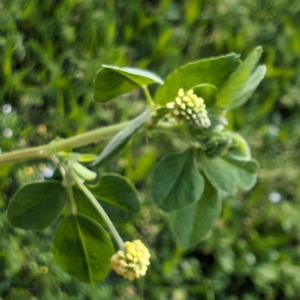 Photographie n°2857065 du taxon Medicago lupulina L.