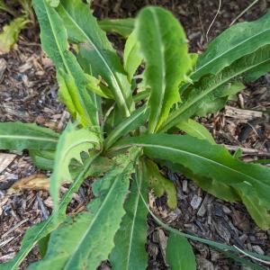 Photographie n°2857073 du taxon Lactuca serriola L.