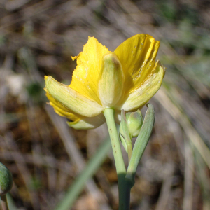 Photographie n°2857079 du taxon Ranunculus gramineus L.