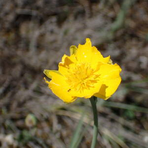 Photographie n°2857080 du taxon Ranunculus gramineus L.