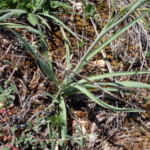 Photographie n°2857082 du taxon Ranunculus gramineus L.