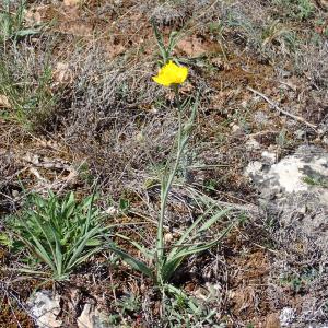 Photographie n°2857083 du taxon Ranunculus gramineus L.