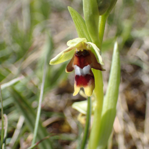 Photographie n°2857084 du taxon Ophrys aymoninii (Breistr.) Buttler