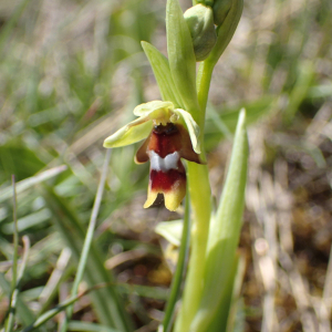 Photographie n°2857085 du taxon Ophrys aymoninii (Breistr.) Buttler