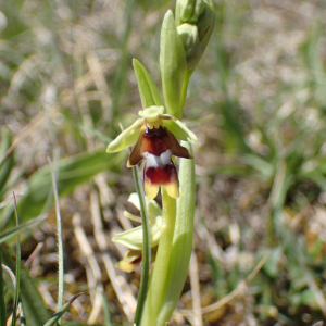 Photographie n°2857086 du taxon Ophrys aymoninii (Breistr.) Buttler