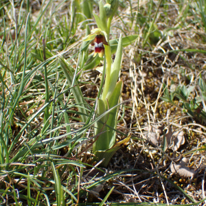 Photographie n°2857087 du taxon Ophrys aymoninii (Breistr.) Buttler