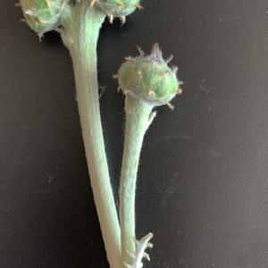 Photographie n°2857128 du taxon Centaurea ragusina L. [1753]