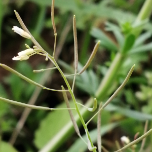 Photographie n°2857149 du taxon Arabidopsis thaliana (L.) Heynh. [1842]