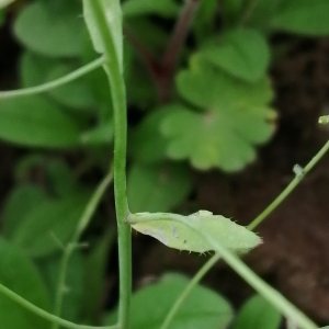 Photographie n°2857151 du taxon Arabidopsis thaliana (L.) Heynh. [1842]