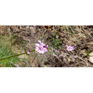 Iberis ciliata subsp. contracta (Pers.) Moreno