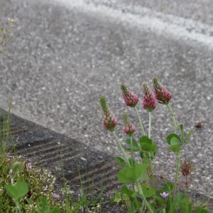 Photographie n°2857171 du taxon Trifolium incarnatum L. [1753]