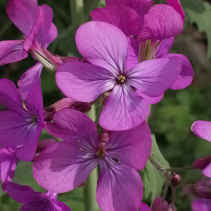 Photographie n°2858952 du taxon Lunaria annua L. [1753]