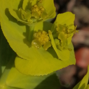 Photographie n°2859006 du taxon Euphorbia serrata L. [1753]