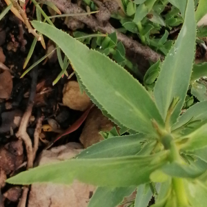 Photographie n°2859007 du taxon Euphorbia serrata L. [1753]