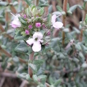 Photographie n°2859019 du taxon Thymus vulgaris subsp. vulgaris