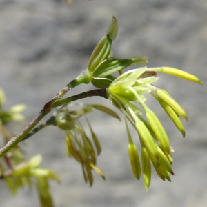 Photographie n°2859057 du taxon Thalictrum minus L. [1753]