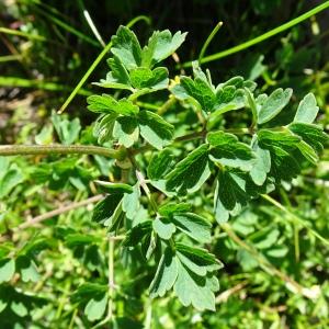 Photographie n°2859061 du taxon Thalictrum minus L. [1753]