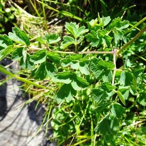 Photographie n°2859062 du taxon Thalictrum minus L. [1753]