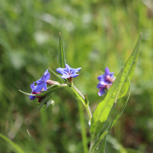 Photographie n°2859404 du taxon Buglossoides purpurocaerulea (L.) I.M.Johnst. [1954]