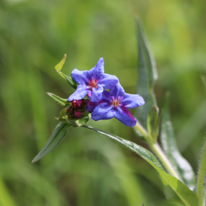 Photographie n°2859406 du taxon Buglossoides purpurocaerulea (L.) I.M.Johnst. [1954]