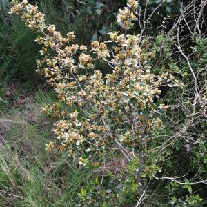  - Rhamnus alaternus subsp. alaternus