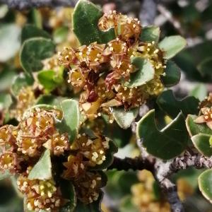 Photographie n°2859415 du taxon Rhamnus alaternus subsp. alaternus