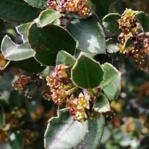 Photographie n°2859416 du taxon Rhamnus alaternus subsp. alaternus