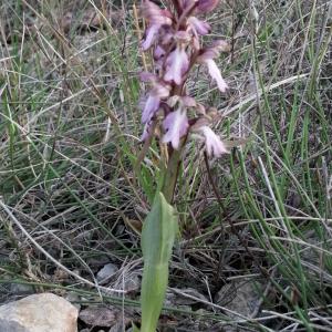 Photographie n°2859420 du taxon Himantoglossum robertianum (Loisel.) P.Delforge [1999]