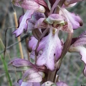Photographie n°2859421 du taxon Himantoglossum robertianum (Loisel.) P.Delforge [1999]