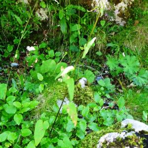 Photographie n°2859478 du taxon Phyteuma spicatum L. [1753]