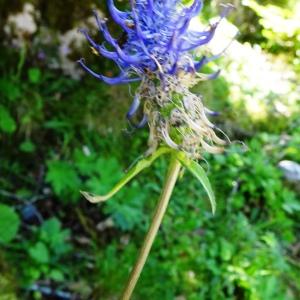 Photographie n°2859480 du taxon Phyteuma spicatum L. [1753]