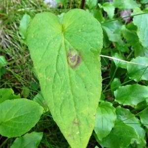 Photographie n°2859482 du taxon Phyteuma spicatum L. [1753]