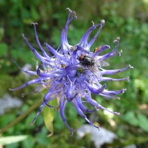 Photographie n°2859483 du taxon Phyteuma spicatum L. [1753]