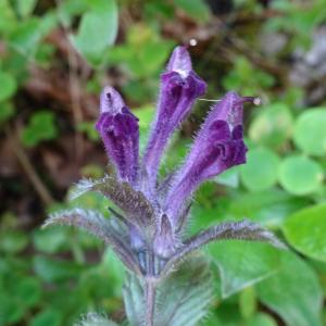 Photographie n°2859487 du taxon Bartsia alpina L. [1753]