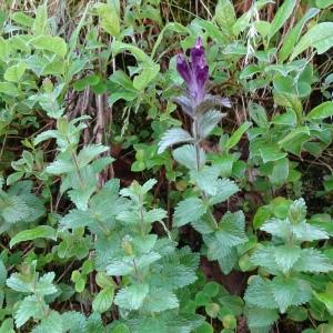 Photographie n°2859490 du taxon Bartsia alpina L. [1753]