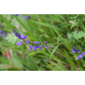 polygala vulgaris 170424.jpg