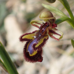 Photographie n°2862275 du taxon Ophrys speculum Link