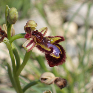 Photographie n°2862276 du taxon Ophrys speculum Link