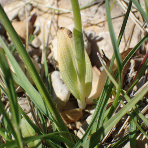 Photographie n°2862277 du taxon Ophrys speculum Link