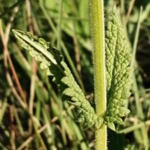  - Salvia verbenaca subsp. clandestina (L.) Batt. [1889]