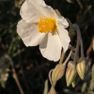 Photographie n°2862349 du taxon Helianthemum apenninum (L.) Mill. [1768]