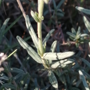 Photographie n°2862350 du taxon Helianthemum apenninum (L.) Mill. [1768]