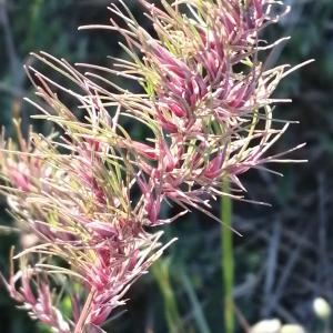  - Poa bulbosa subsp. bulbosa