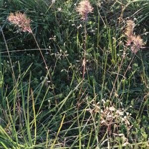  - Poa bulbosa subsp. bulbosa