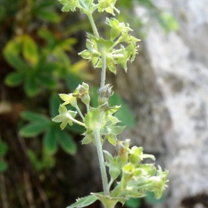 Photographie n°2862359 du taxon Alchemilla alpina L. [1753]