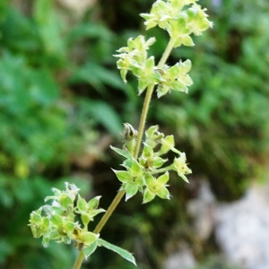 Photographie n°2862360 du taxon Alchemilla alpina L. [1753]