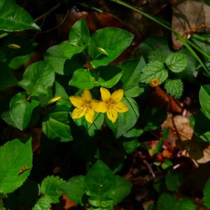 Photographie n°2863668 du taxon Lysimachia nemorum L. [1753]