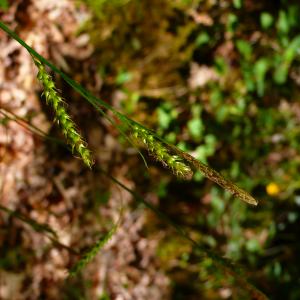  - Carex sylvatica subsp. sylvatica