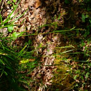  - Carex sylvatica subsp. sylvatica